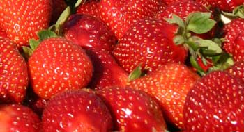 DIETA DE LA FRESA