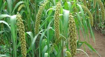 EL SORGO
