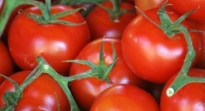 DIETA DEL TOMATE Y LA PIÑA